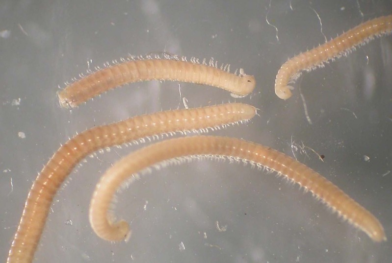 Представитель Семейства Telsonemasomatidae